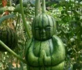 澳洲网红吃瓜事件真相,真相背后竟是这样! 第2张 澳洲网红吃瓜事件真相,真相背后竟是这样! 第2张